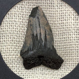 Genuine Megalodon Tooth in Display Box