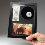 Genuine Triceratops Dinosaur Tooth in Display Box