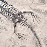 Genuine Fossilized Keichousaurus in Matrix // v1