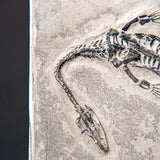 Genuine Fossilized Keichousaurus in Matrix // v1