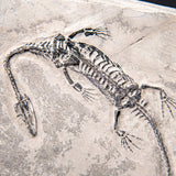Genuine Fossilized Keichousaurus in Matrix // v1