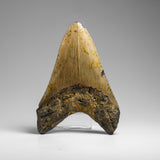Genuine Megalodon Shark Tooth in Display Box // v2