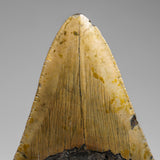 Genuine Megalodon Shark Tooth in Display Box // v2