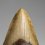 Genuine Megalodon Shark Tooth in Display Box // v2