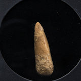 Genuine Spinosaur Dinosaur Tooth in Display Box
