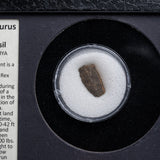 Genuine Tyrannosaurus Rex Bone Fossil in a Glass Display Box