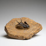 Genuine Ceratarges Spinosus Trilobite on Matrix