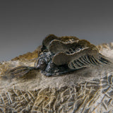 Psychopyge Trilobite on Matrix from Morocco