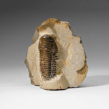 Genuine Crotalocephalina Trilobite in Matrix from Morocco