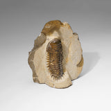 Genuine Crotalocephalina Trilobite in Matrix from Morocco