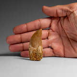 Genuine Natural Carcharodontosaurus Dinosaur Tooth in Display Box // v1