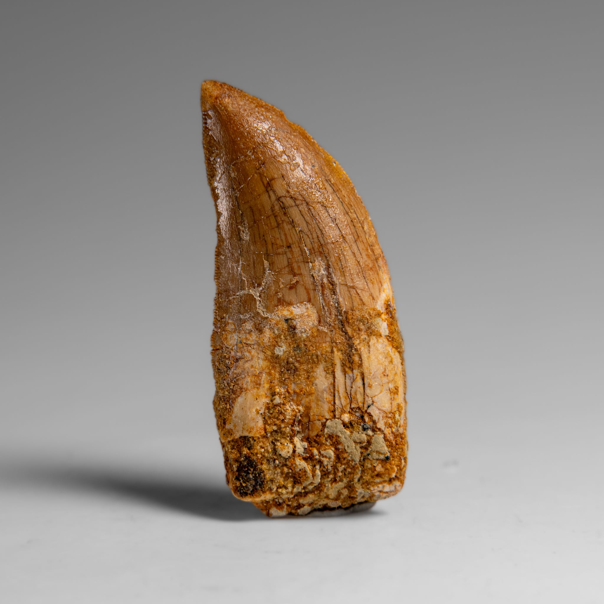 Genuine Natural Carcharodontosaurus Dinosaur Tooth in Display Box // v1