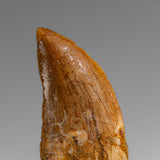 Genuine Natural Carcharodontosaurus Dinosaur Tooth in Display Box // v1