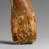 Genuine Natural Carcharodontosaurus Dinosaur Tooth in Display Box // v1