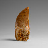 Genuine Natural Carcharodontosaurus Dinosaur Tooth in Display Box // v1