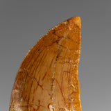 Genuine Natural Carcharodontosaurus Dinosaur Tooth in Display Box // v1