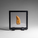 Genuine Natural Carcharodontosaurus Dinosaur Tooth in Display Box // v1