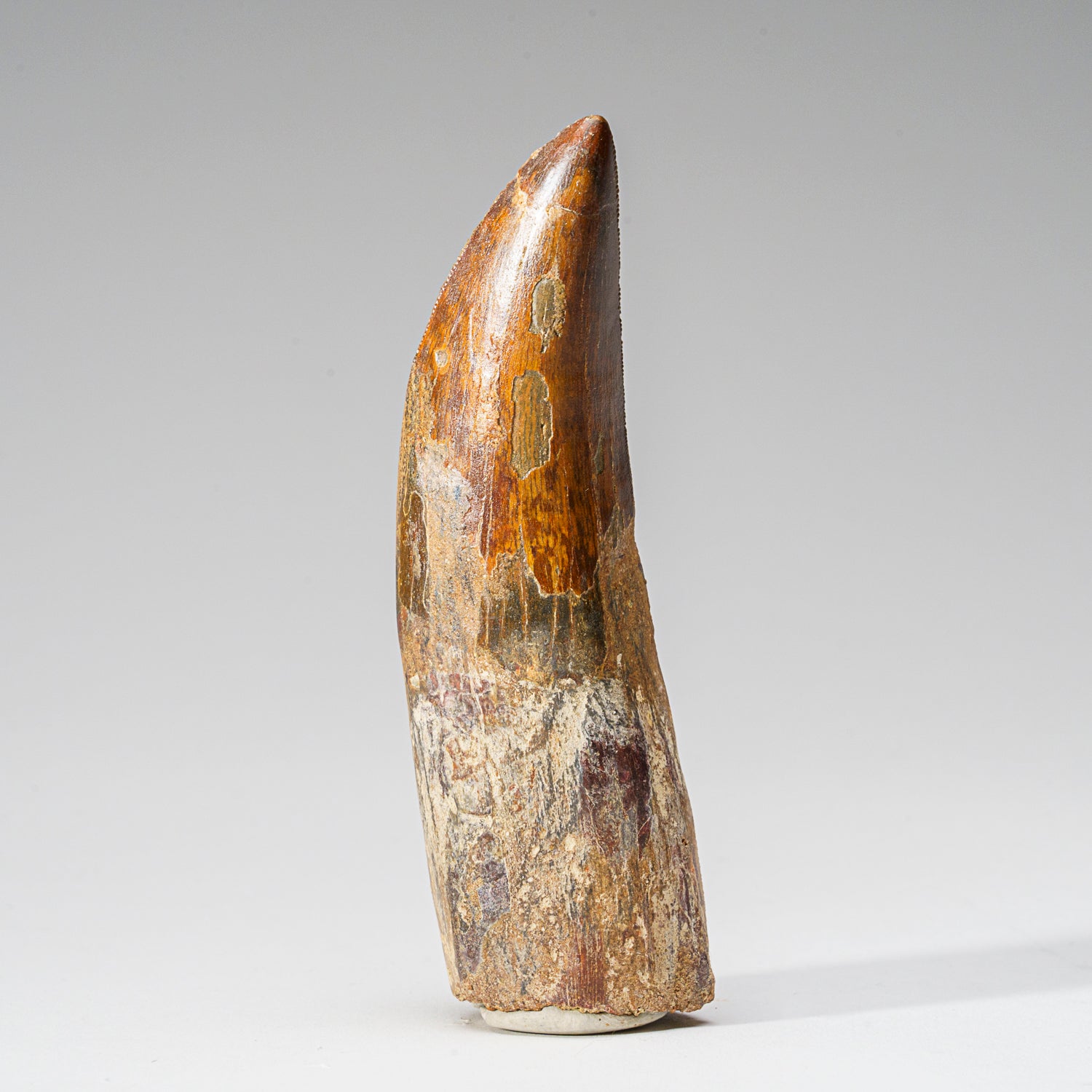 Genuine Natural Carcharodontosaurus Dinosaur Tooth in Display Box // v2