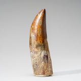 Genuine Natural Carcharodontosaurus Dinosaur Tooth in Display Box // v2