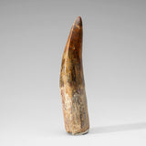 Genuine Natural Carcharodontosaurus Dinosaur Tooth in Display Box // v2