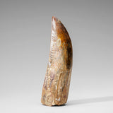Genuine Natural Carcharodontosaurus Dinosaur Tooth in Display Box // v2