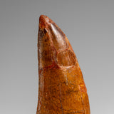 Genuine Natural Carcharodontosaurus Dinosaur Tooth in Display Box // v4