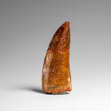 Genuine Natural Carcharodontosaurus Dinosaur Tooth in Display Box // v4