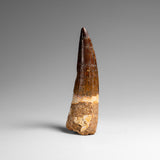 Genuine Natural Spinosaurus Dinosaur Tooth // v1