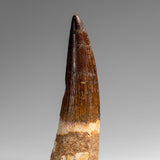 Genuine Natural Spinosaurus Dinosaur Tooth // v1