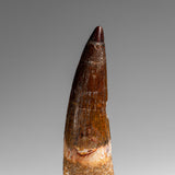 Genuine Natural Spinosaurus Dinosaur Tooth // v1