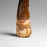 Genuine Natural Spinosaurus Dinosaur Tooth // v1