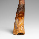Genuine Natural Spinosaurus Dinosaur Tooth // v2