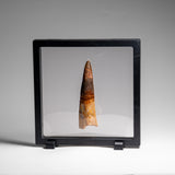 Genuine Natural Spinosaurus Dinosaur Tooth // v2