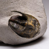 Genuine Trilobite Fossil (Ptychopariida) on Matrix
