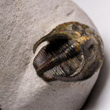 Genuine Trilobite Fossil (Ptychopariida) on Matrix