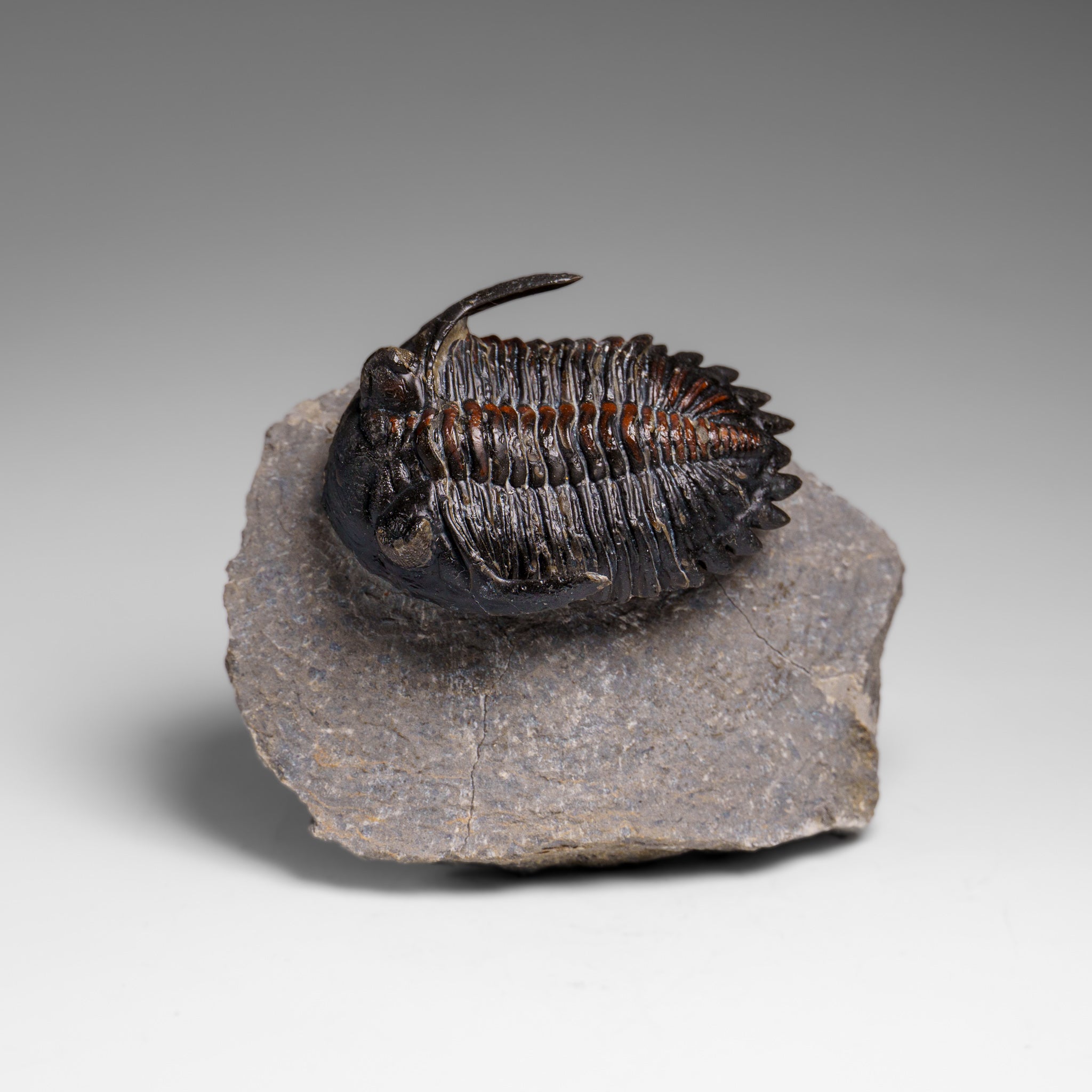Genuine Ceratarges armatus Trilobite from Morocco
