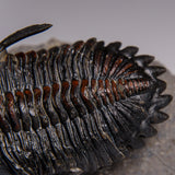Genuine Ceratarges armatus Trilobite from Morocco